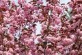 Beautiful pink flowers of Prunus serrulata, Japanese cherry Royalty Free Stock Photo