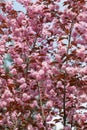 Beautiful pink flowers of Prunus serrulata, Japanese cherry Royalty Free Stock Photo