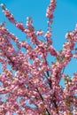 Beautiful pink flowers of Prunus serrulata