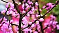 Sakura Blossoms in the Gardens by the Bay