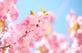 Beautiful Pink Flowers. Sakura