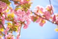 Beautiful Pink Flowers. Sakura