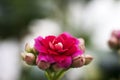 beautiful pink flowers in soft light. red kalanchoe buds and blossom on rustic windowsill. plant at home. space for text. new life