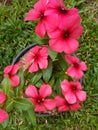 Beautiful Pink Flowers sorounded by grass