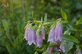 Beautiful pink flowers of spotted bellflower. Campanula punctata