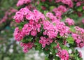 Beautiful pink flowers at spring