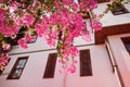 Beautiful pink flowers in Street of old town Kaleici in Antalya Royalty Free Stock Photo