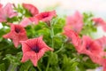 Beautiful pink flowers, summer in Greece Royalty Free Stock Photo