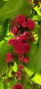 Beautiful pink flowers of Syzygium Malaccense or Malay Apple. Royalty Free Stock Photo