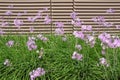 Beautiful pink flowers of Tulbaghia violacea pink agapanthus; sweet garlic in garden