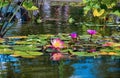 Beautiful pink flowers Water Lilies blooming in Central Park Royalty Free Stock Photo
