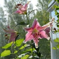 Beautiful pink flowers with white edges of lily. Balcony greening with blooming plants