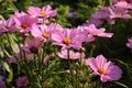 Beautiful pink flowers with yellow centre in a natural garden green setting, situated in a public park, Alesund, Norway Royalty Free Stock Photo