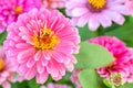 Beautiful pink zinnia flower