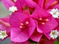 The beautiful pink flowes photo