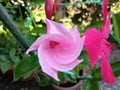 A Beautiful Pink Flowet