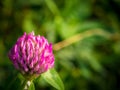 Beautiful pink flwer clover, close-up on green background Royalty Free Stock Photo