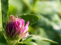 Beautiful pink flwer clover, close-up on green background Royalty Free Stock Photo