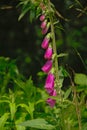 Pink foxglove flowers - Digitalis purpurea Royalty Free Stock Photo