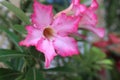 Beautiful Pink fragipani flowers