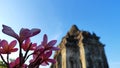 beautiful pink frangipani flower image with Kalasan temple background