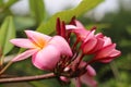 Beautiful pink frangipani flower in the morning Royalty Free Stock Photo