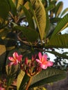 beautiful pink frangipani flowers in the sunny morning after drizzling rain