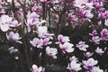 Beautiful pink fresh magnolia flowers in full bloom. Royalty Free Stock Photo