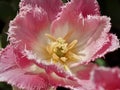 Macro of a pink fringed tulip in a tulip field