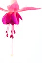 Beautiful pink fuchsia flower