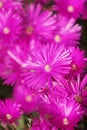 Beautiful pink fuchsia flowers