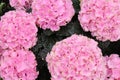 Beautiful Pink fully bloomed Hydrangeas Royalty Free Stock Photo