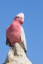 Beautiful pink Galah cockatoo