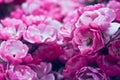 Beautiful pink garden flower. Flowerbackground. Abstract background. Space in background for copy, text, your words. Royalty Free Stock Photo