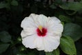 Beautiful white flower. Garden culture.