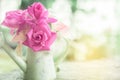 Beautiful pink garden roses flower in vintage jug over nature blur background Royalty Free Stock Photo