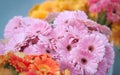 Beautiful pink gebera blooms