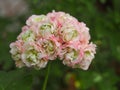 Beautiful pink Geranium Apple Blossom Rosebud Pelargonium flower
