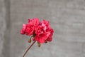 Flowered geranium of a beautiful pink color with flowers of different sizes, on a textured background. Royalty Free Stock Photo