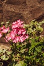 Beautiful pink geranium inflorescences in bright rays Royalty Free Stock Photo