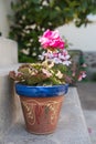 Beautiful pink geranium pelargonium close up Royalty Free Stock Photo