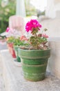 Beautiful pink geranium pelargonium close up Royalty Free Stock Photo