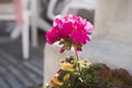 Beautiful pink geranium pelargonium close up on a sunny spring day Royalty Free Stock Photo