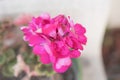 Beautiful pink geranium pelargonium macro close up on a sunny spring day Royalty Free Stock Photo