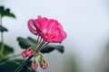 Beautiful pink Geraniums flowers isolated