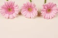 Beautiful pink Gerber Daisy Royalty Free Stock Photo