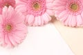 Beautiful pink Gerber Daisy Royalty Free Stock Photo