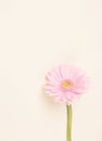 Beautiful pink Gerber Daisy Royalty Free Stock Photo