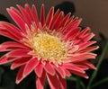 A beautiful pink Gerber flower Royalty Free Stock Photo