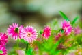 Beautiful pink gerber in the garden with blurred background Royalty Free Stock Photo